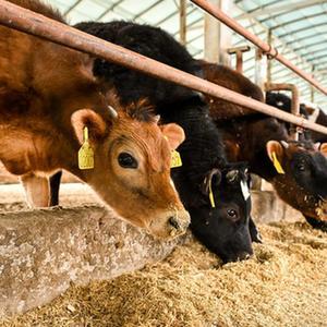 内蒙古通辽:发展牛产业 做好“牛文章”