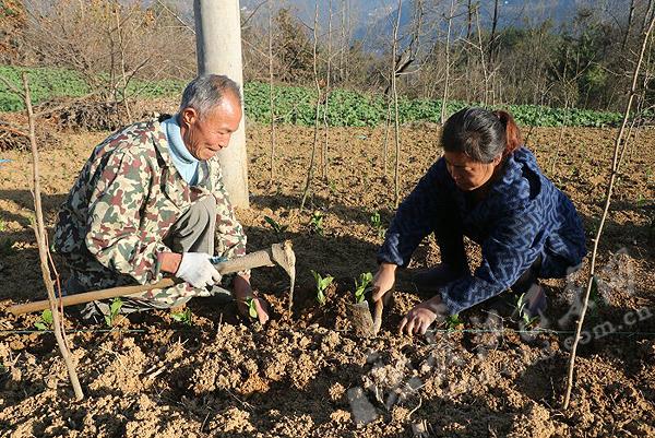 1月8日,野三关镇柳家山社区一村民的茶叶地里,镇农业服务中心技术员