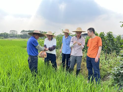 博罗县农业农村综合服务中心植保技术人员到龙华镇开展水稻病虫害调查