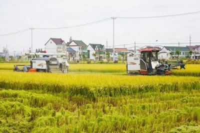 “上师大19号”水稻正式开镰收割 本地优质稻米即将上线