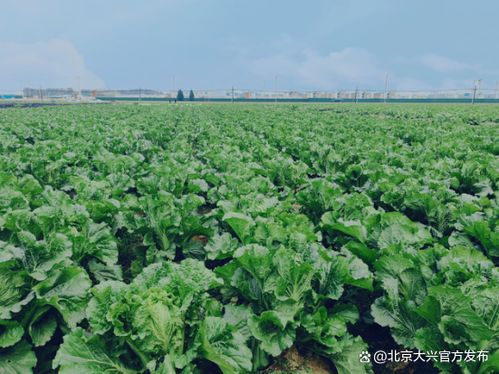 让核桃纹大白菜再现生机 礼贤镇留住蔬菜里的乡愁